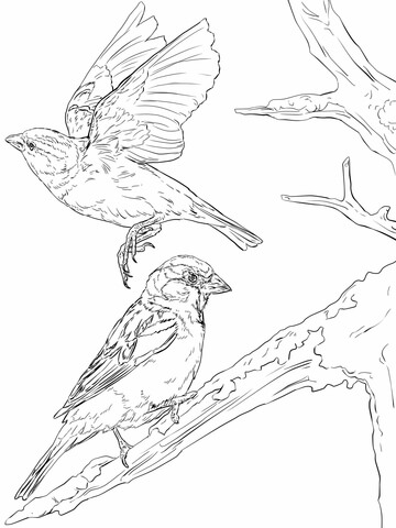 English Sparrows Coloring Page